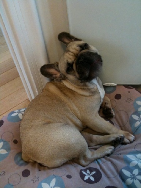 Dagobert des Bourbon d'Allier