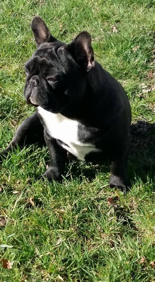 Publication : des Bourbon d'Allier Auteur : Y.VINCENT