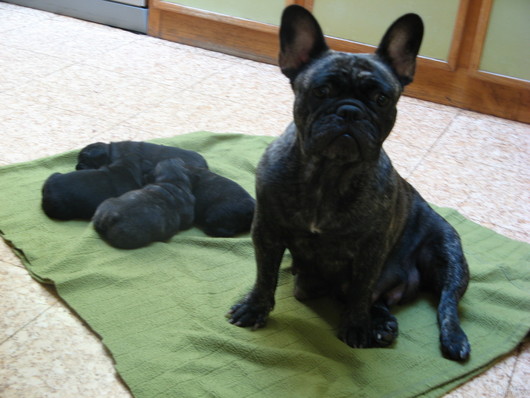 Al capone du terrier du st sépulcre des Bourbon d'Allier