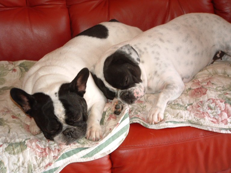 Valrose des Bourbon d'Allier