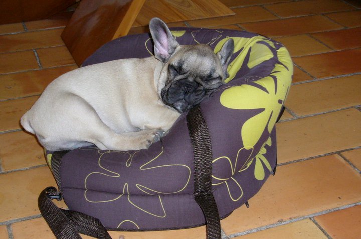 Dagobert des Bourbon d'Allier