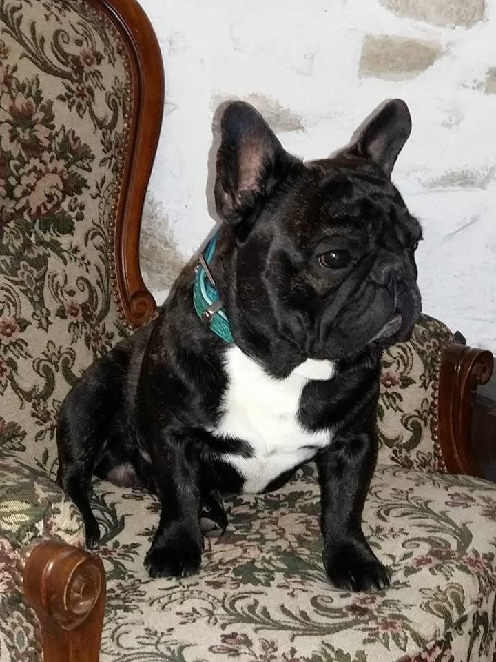 Publication : des Bourbon d'Allier Auteur : Y.VINCENT