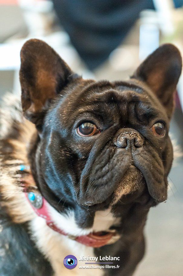 Publication : des Bourbon d'Allier Auteur : Y.VINCENT