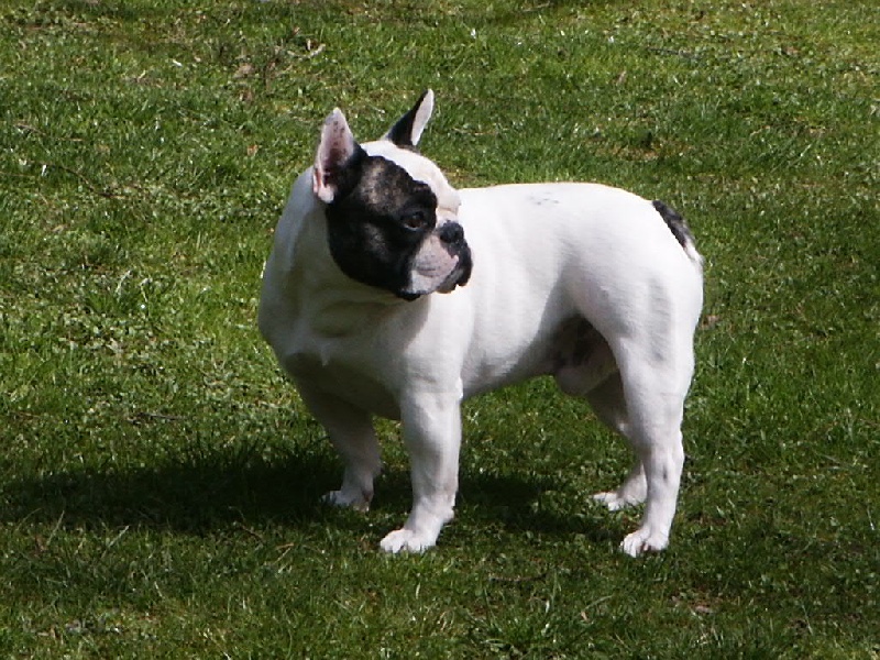 Al capone du terrier du st sépulcre des Bourbon d'Allier