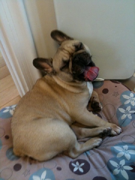 Dagobert des Bourbon d'Allier