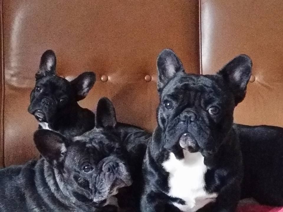 Publication : des Bourbon d'Allier Auteur : Y.VINCENT