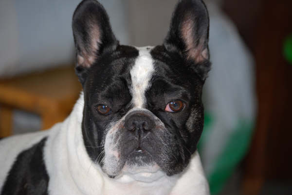 Valrose des Bourbon d'Allier