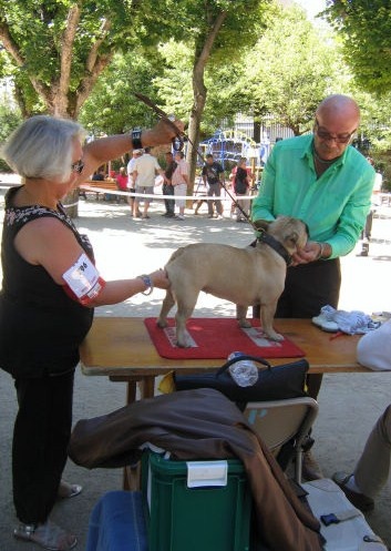 Dorine des Bourbon d'Allier - 1er EXCELLENT / cl JEUNE