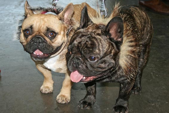 Dorine des Bourbon d'Allier - Trés bon