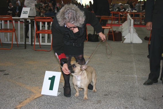 Dorine des Bourbon d'Allier - 1ere EXCELLENT cl INTER