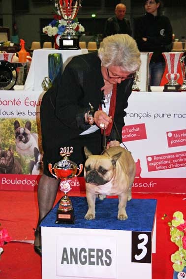 Dorine des Bourbon d'Allier - 3 IEME EXCELLENT CLASSEE