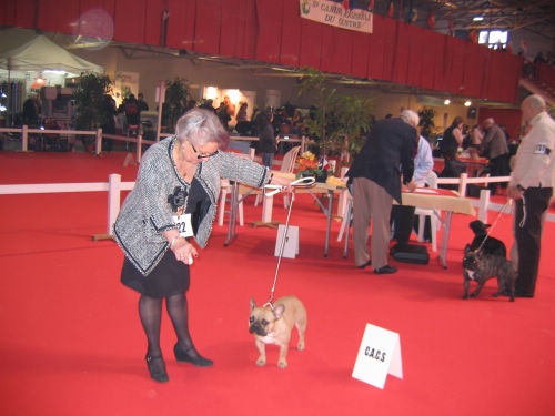 Dorine des Bourbon d'Allier - CACS en classe Intermédiaire