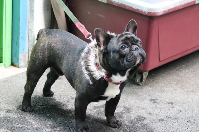 Mistral-gagnant Des Emeraudes De Béryl - EXCELLENT CL JEUNE BRINGE.