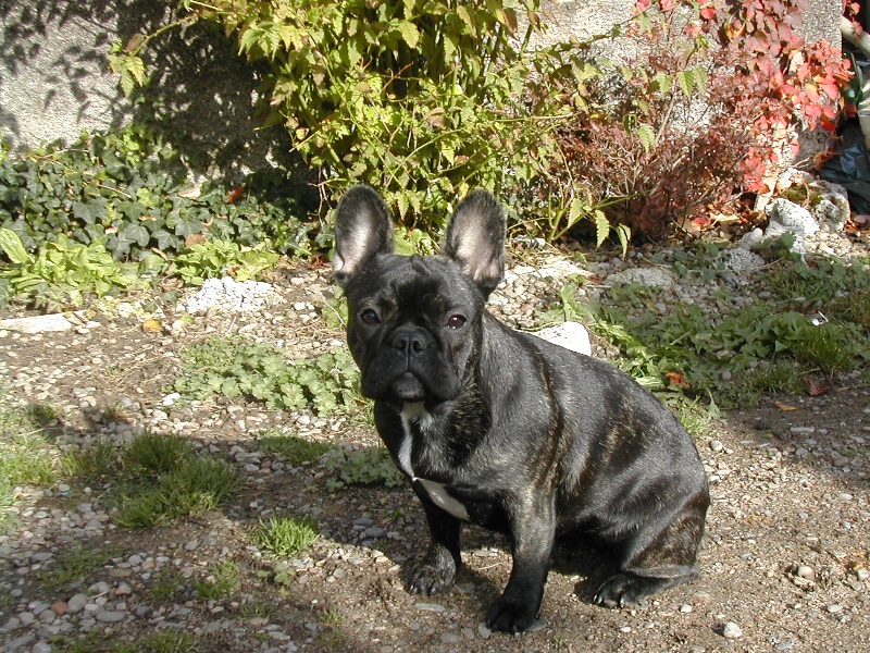 Adela des Bourbon d'Allier - 1 ere Excellent Meilleure Jeune