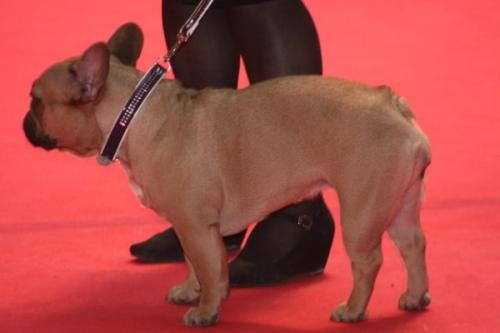 Dorine des Bourbon d'Allier - 1exc /CACS cl ouverte