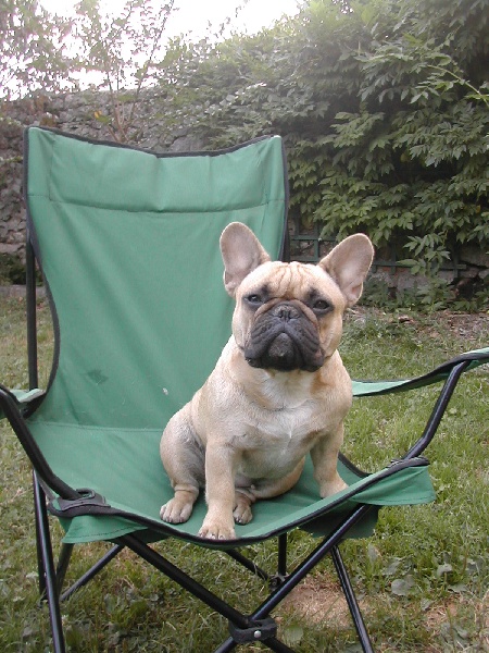 Dorine des Bourbon d'Allier - 2iéme EXCELLENT /RCACS