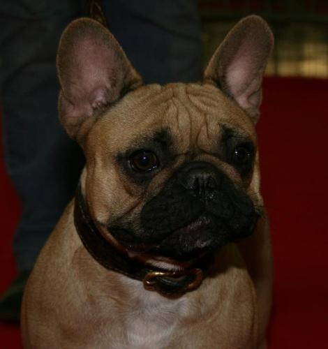 Dorine des Bourbon d'Allier - 1 ere EX/CACS