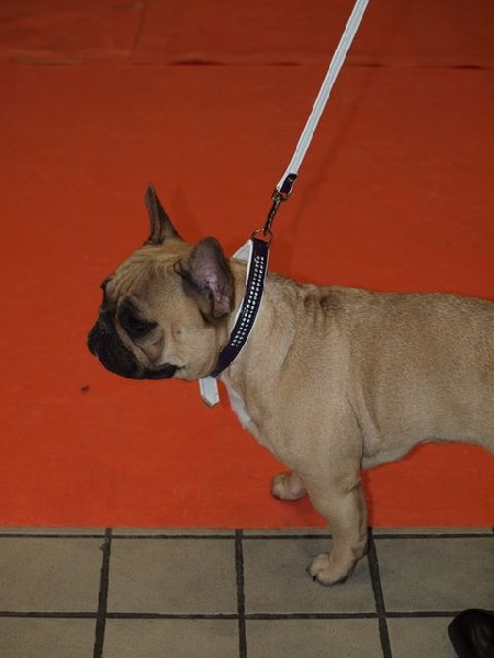 Dorine des Bourbon d'Allier - TBON.....!!!!!!!!!!!!!!!!!!!!!!!!!!!!!!!!!!!!!!!!!!!!!!!!!!!!!!!!!!!!!!!!!!!!!!!