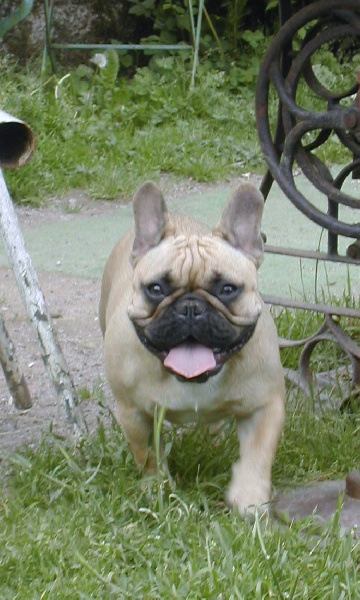 Dorine des Bourbon d'Allier - 1 ere EX/CACS