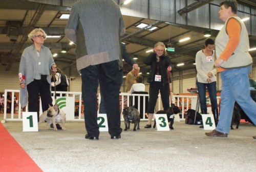 Dorine des Bourbon d'Allier - Réserve de CACS/ cl INTER