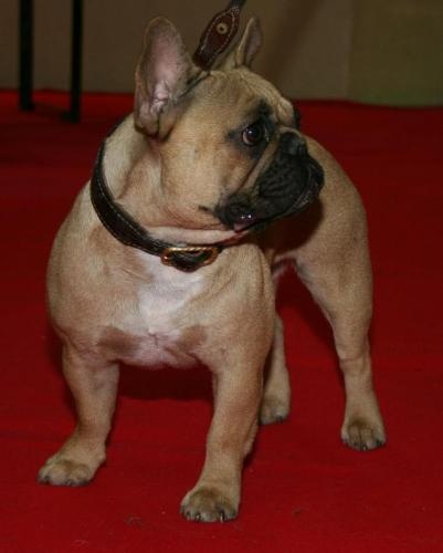 Dorine des Bourbon d'Allier - 1ereEX/CACS/CACIB