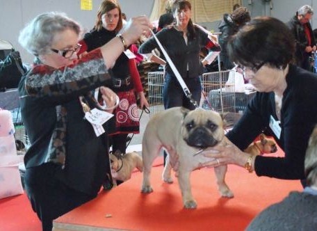 Dorine des Bourbon d'Allier - RESERVE de CACS cl Ouverte