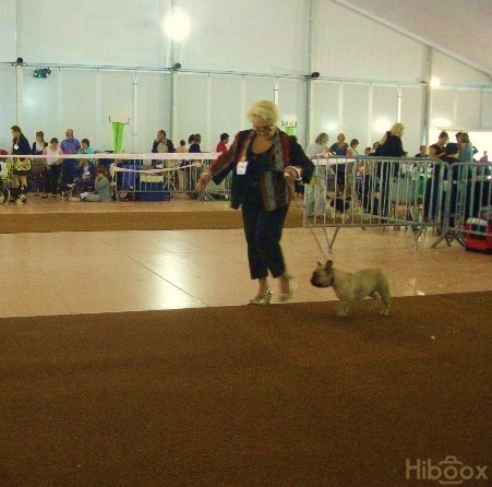 Dorine des Bourbon d'Allier - 1éreExc:CACS/CACIB