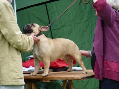 Dorine des Bourbon d'Allier - 2 iéme Excellent classe Jeune