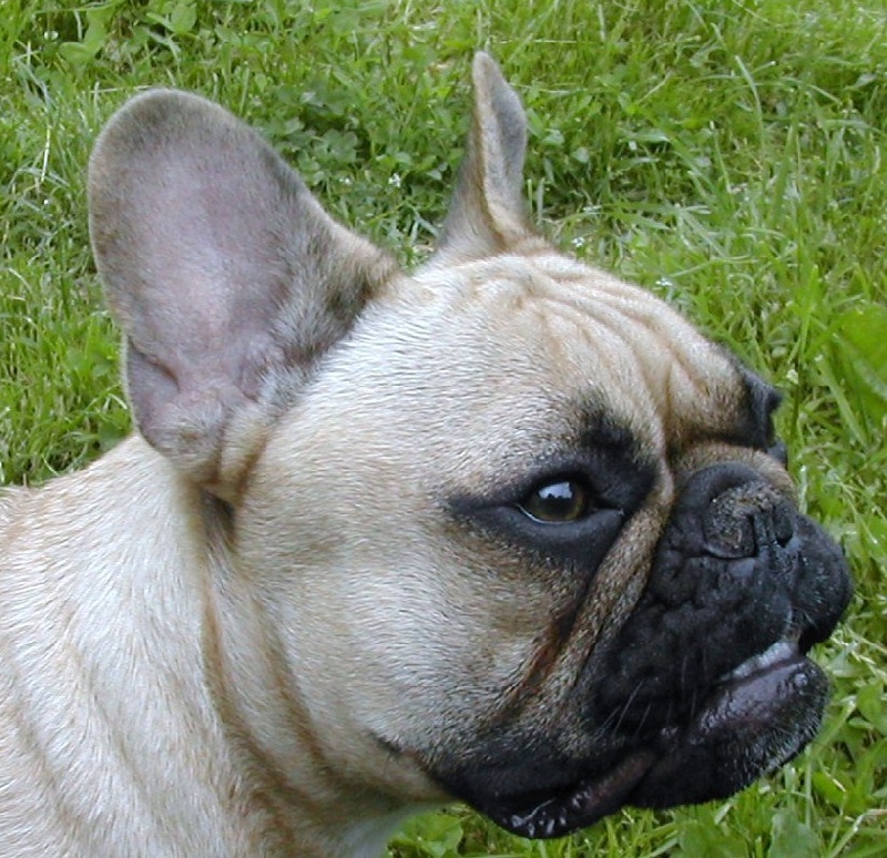 Dorine des Bourbon d'Allier - .Réserve de CACS