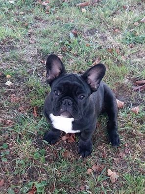 Mistral-gagnant Des Emeraudes De Béryl - TRES PROMETTEUR