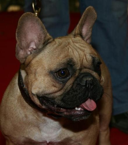 Dorine des Bourbon d'Allier - 1 ere EX/CACS