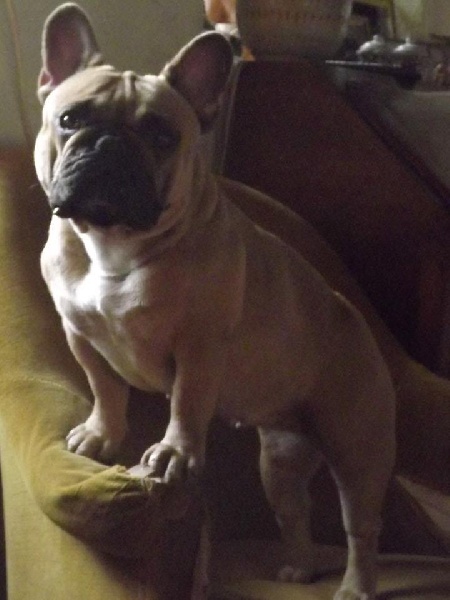 Dorine des Bourbon d'Allier - 2iéme excellent: /Réserve de CACS