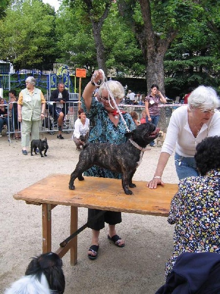 Adela des Bourbon d'Allier - 3iéme excellent classe ouverte