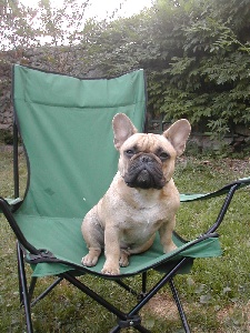 Dorine des Bourbon d'Allier - 1er EXC / Meilleur de Race cl JEUNE