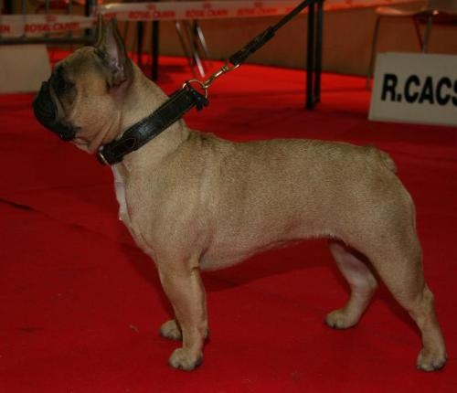 Dorine des Bourbon d'Allier - Réserve de CACS/ cl INTER