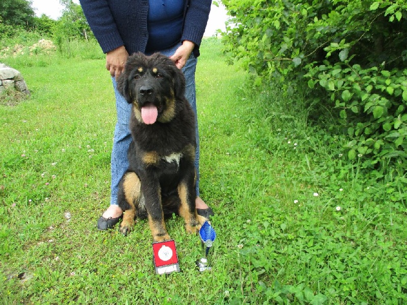 Lanna-purna des do-khyi du tucau blanc - 2eme trés prometteur (Sur 4)