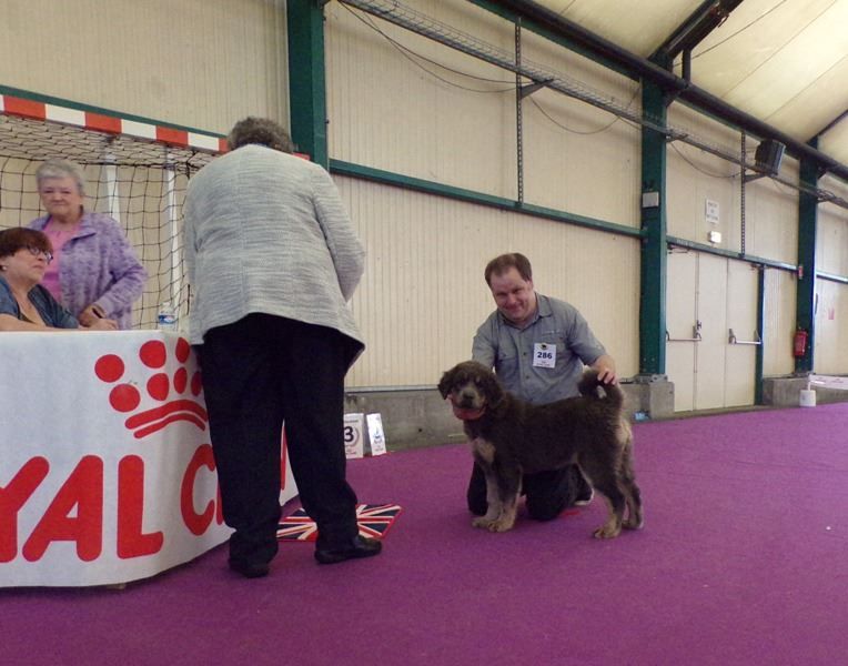 Qiangsou de Dzogtchen - Trés prometteur - Meilleur Baby - sélectionnée dans les 6 meilleurs babies