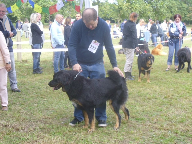 Lanna-purna des do-khyi du tucau blanc - Très prometteur