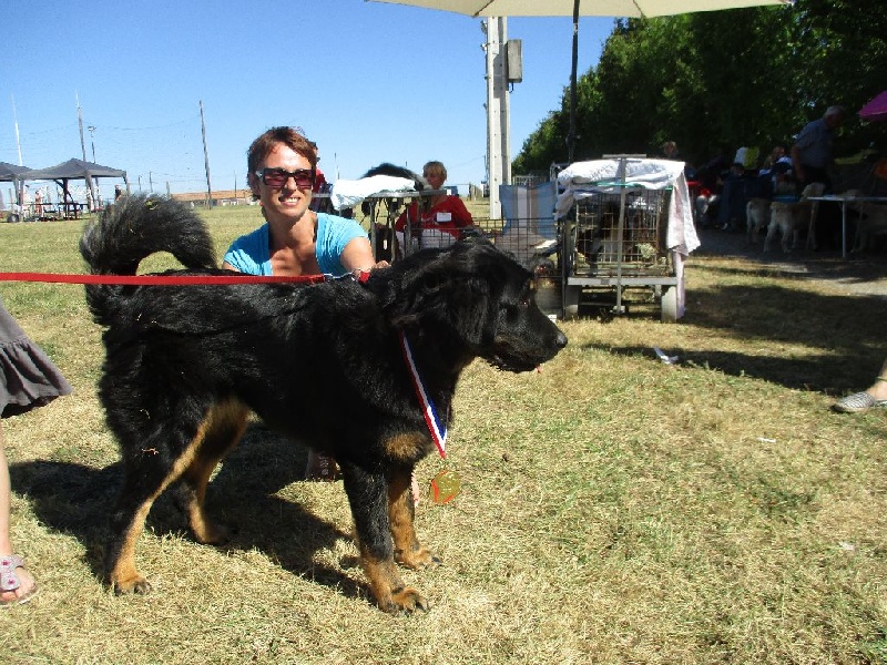 Lanna-purna des do-khyi du tucau blanc - Trés prometteur - Meilleur Puppy