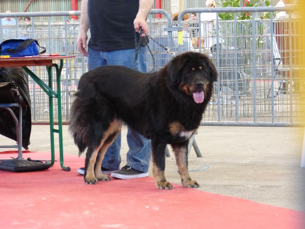 Lanna-purna des do-khyi du tucau blanc - Trés bon