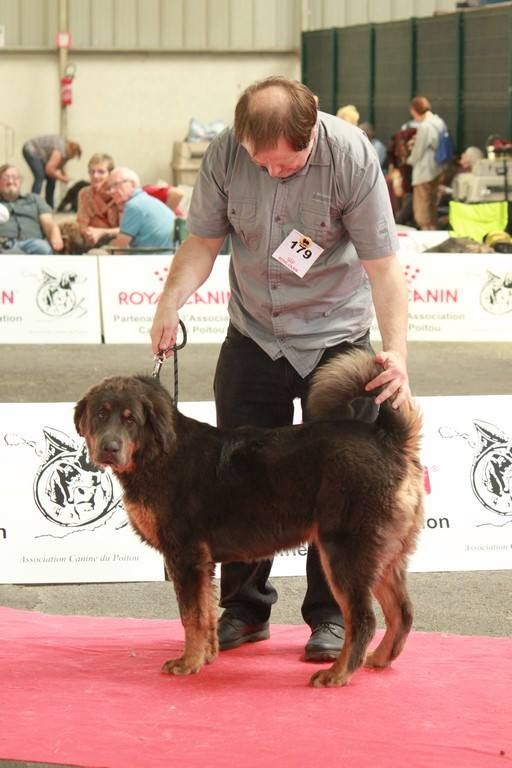 Qiangsou de Dzogtchen - Trés Prometteur - Meilleur Puppy