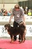 Qiangsou de Dzogtchen - Trés Prometteur - Meilleur Puppy 