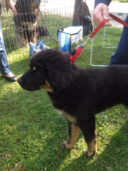 Lanna-purna des do-khyi du tucau blanc - Trés prometteur