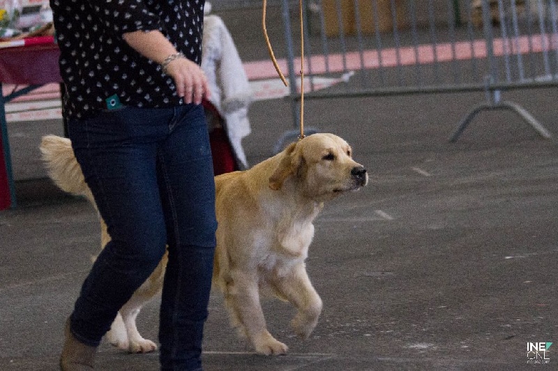 TR. Live your dream de la Forêt de Sivens - 2e Excellent Classe Jeune Femelle