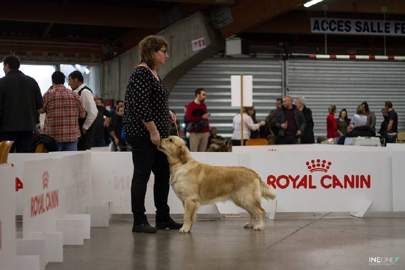 TR. Live your dream de la Forêt de Sivens - 1er Excellent et Meileur Jeune Golden