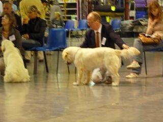 Ever for ever d of Sim - 4ème Excellent