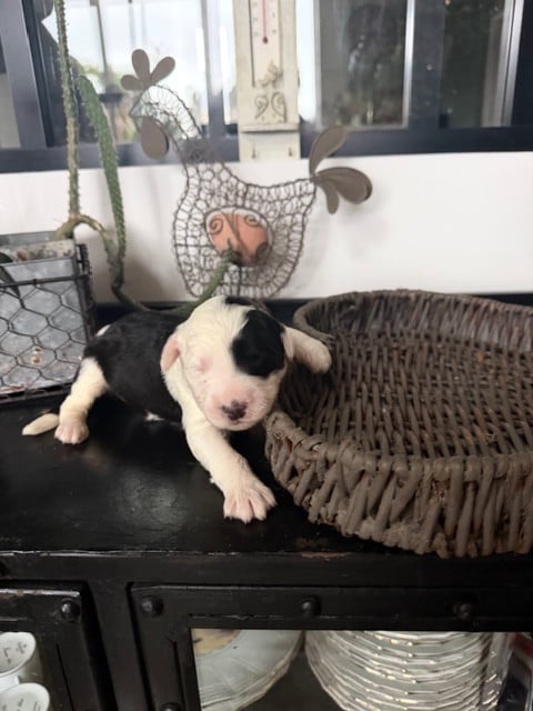 Bobtail - of Mary People