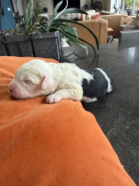 Bobtail - of Mary People