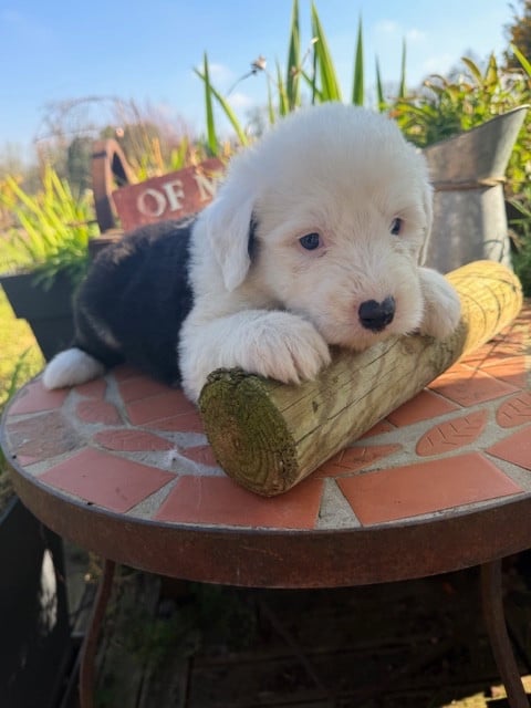 Bobtail - of Mary People