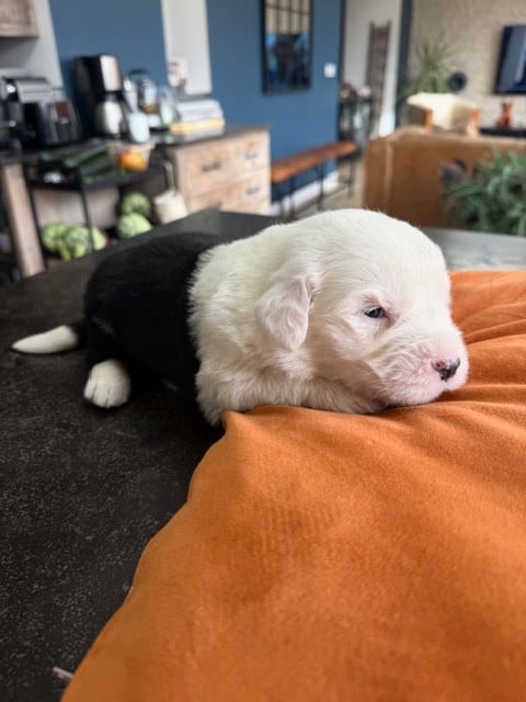 Bobtail - of Mary People